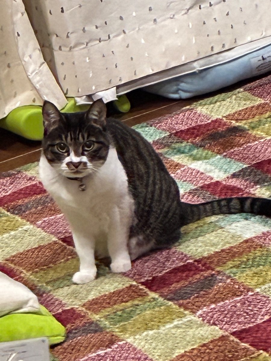 内心嬉しいのに、嬉しくないですけど？みたいな顔をする