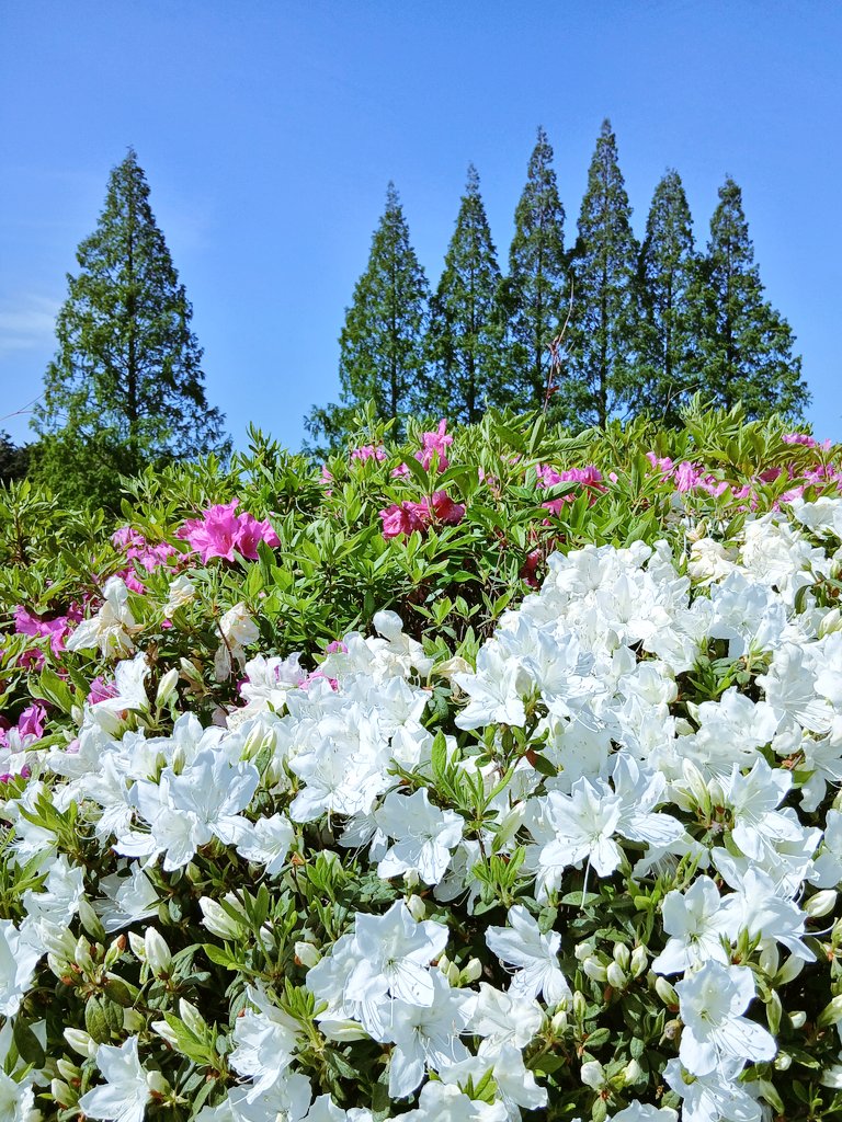 ＠AKI*(❛ڡ❛∩)♪ tweet media