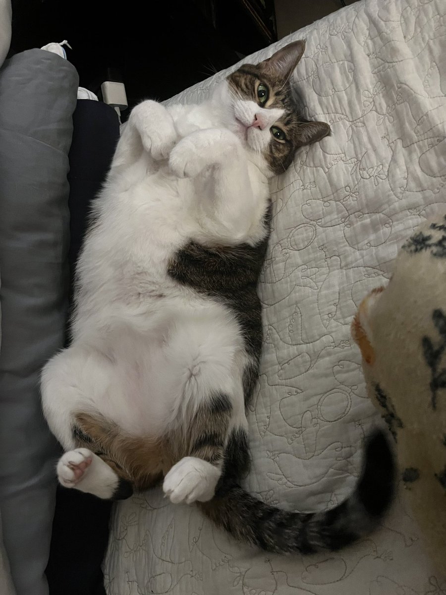 gracie tweet media