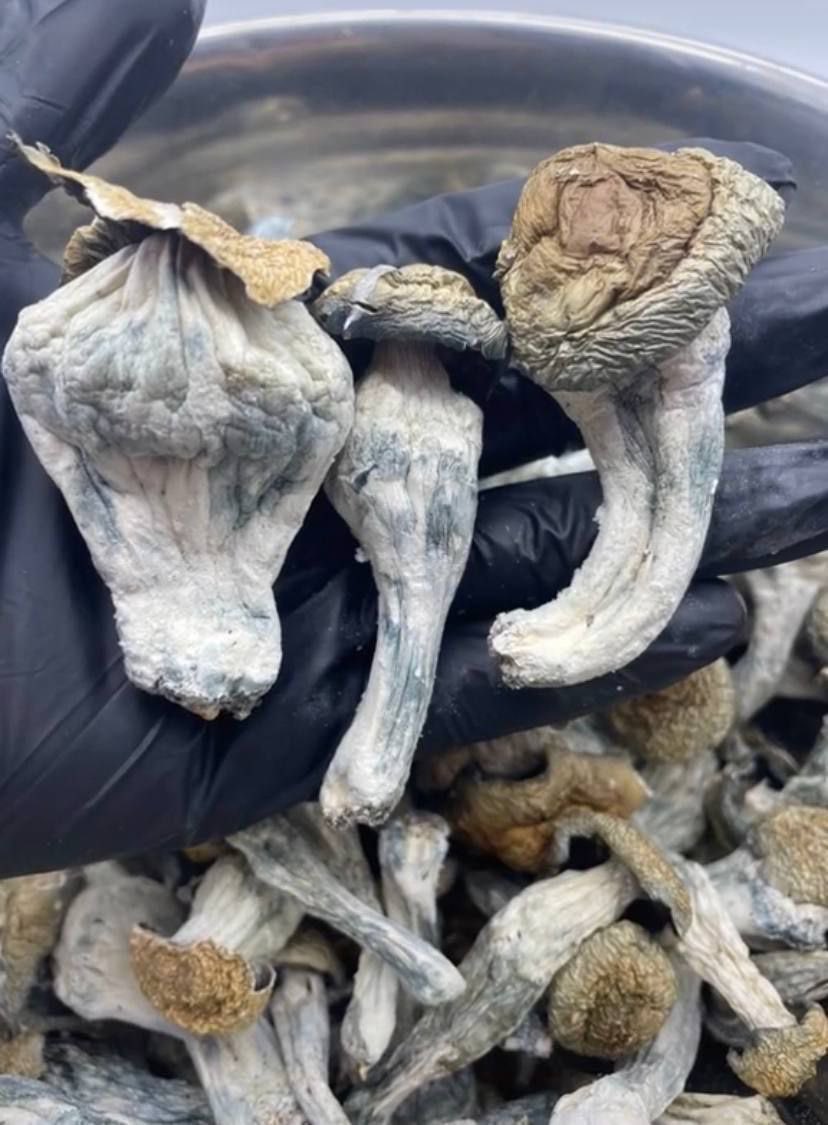 Trippymuncz69's tweet image. Cover trends …
Forever faithful 
Try some ..🔒✅
Buy weed in Perth, canning vale bud, cannington coke delivery or drop off #sydney #melbourne #vibes #dankmemes