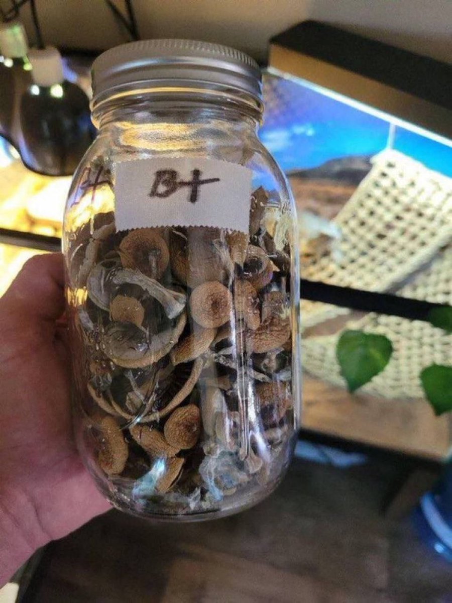 Trippymuncz69's tweet image. Cover trends …
Forever faithful 
Try some ..🔒✅
Buy weed in Perth, canning vale bud, cannington coke delivery or drop off #sydney #melbourne #vibes #dankmemes