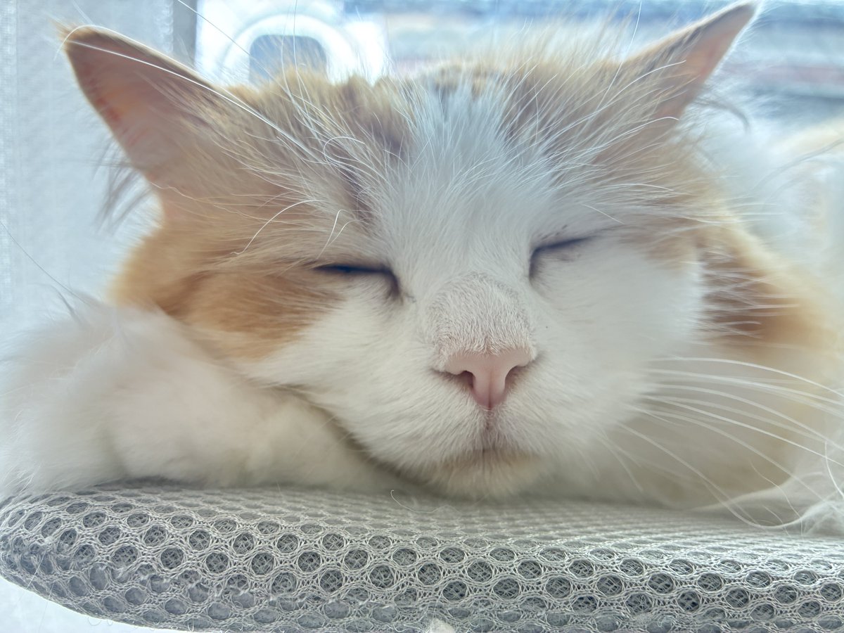 うい姫日記🐾 tweet media