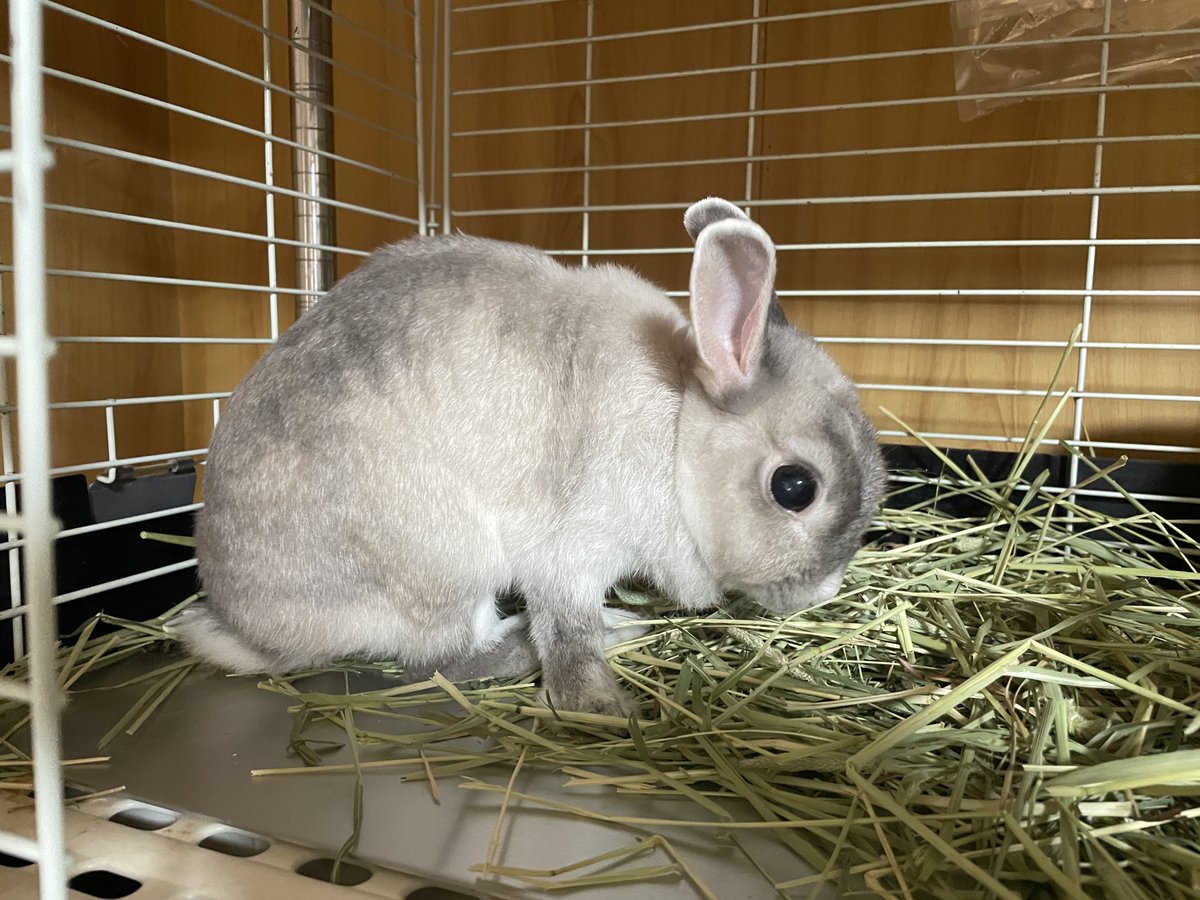 古書カフェ うさぎ堂 (石垣島) tweet media