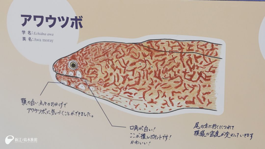 2種をついに命名！／ 相模湾産の標本によって明らかになった “謎の