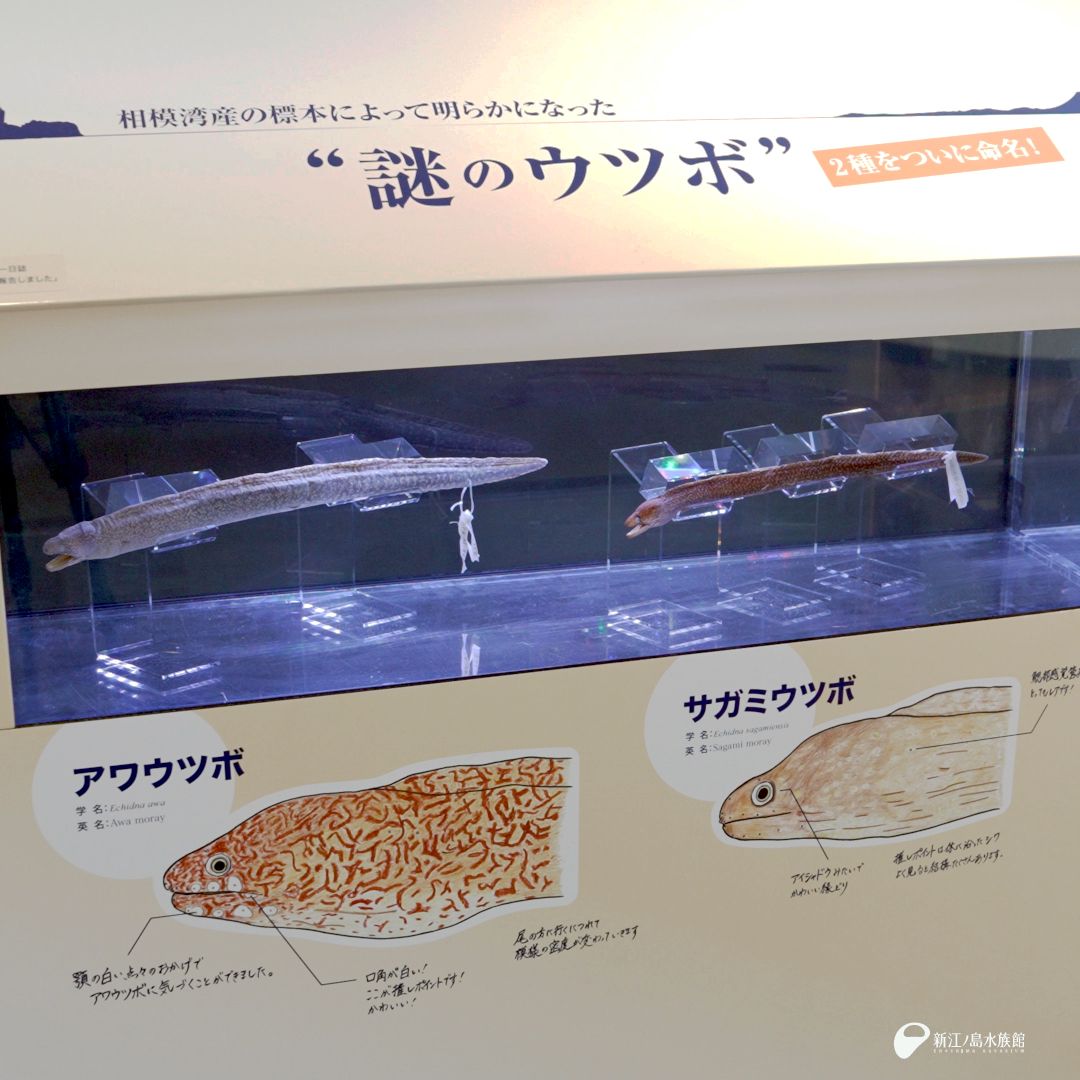 ダーリンシンドローム 、 イナイナイリブート、ベノマ セット（ベノマ特典、帯付） 2種をついに命名！／ 相模湾産の標本によって明らかになった “謎の