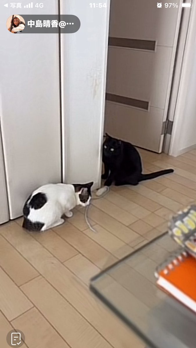 きつね tweet media