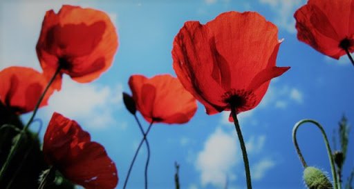 CasaLettori's tweet photo. “La libertà è come l’aria: ci si accorge di quanto vale quando comincia a mancare.”

Calamandrei

#25aprile 

#Libertà a #CasaLettori

@Mari770968 @MLFranciolini @LisiNovella @PasqualeTotaro @dvcaradonna https://t.co/GVaeKb3R6U