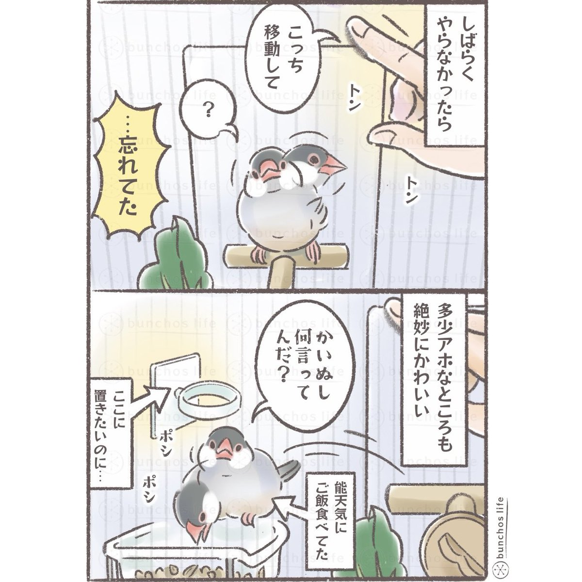 たまに綺麗さっぱり忘れ去る
#文鳥 
#4コマ漫画 