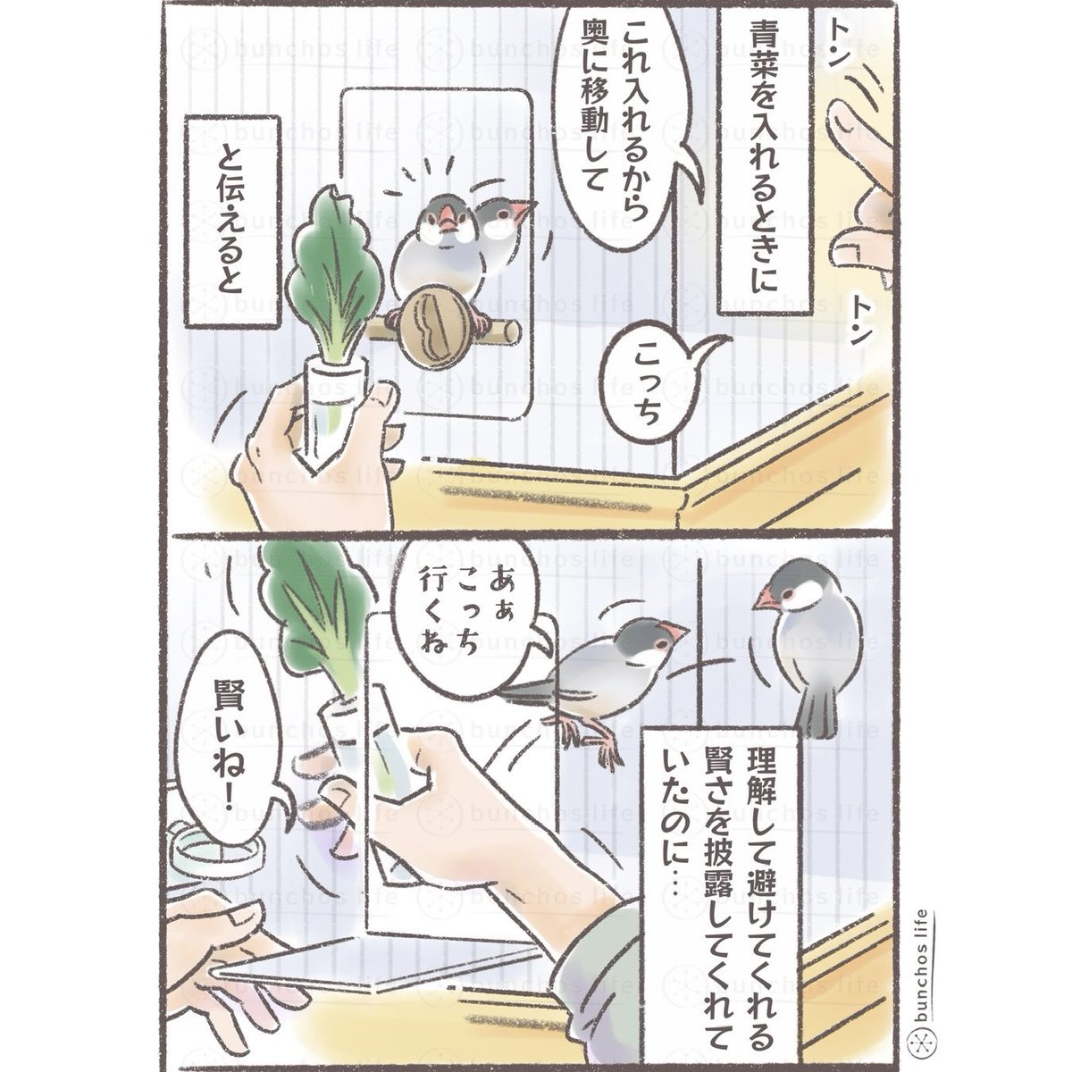 たまに綺麗さっぱり忘れ去る
#文鳥 
#4コマ漫画 