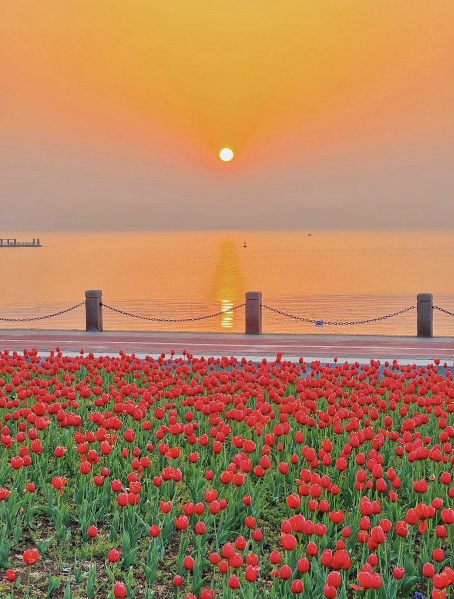 TravelYant95583's tweet image. In Yantai, you don’t plan to see the sea.
 It just appears. 🌊
1,071 km of coastline.
 Sunrises. Sunsets. Golden Beach.
 Fisherman’s Wharf.
Turn a corner — there it is.
#Yantai #Coastline #SeaView #VisitYantai