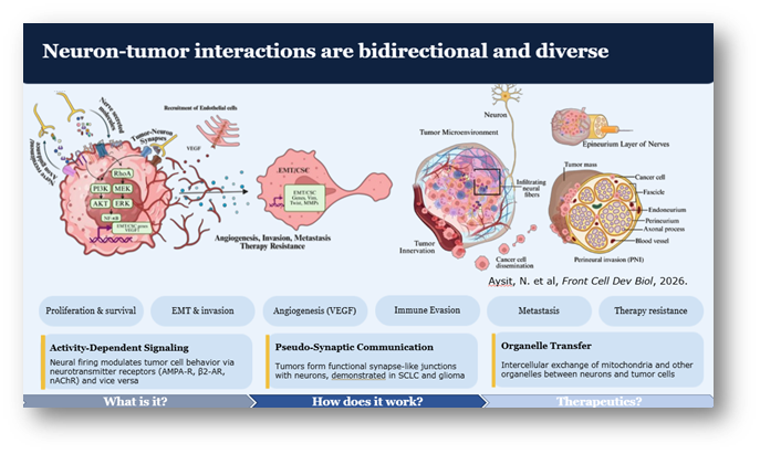 StevenBremMD's tweet image. 🧵 2/3 Key Takeaways are:
1) The "neural niche" in systemic #cancer is comprised of a spatial and functional network within the #TME enriched with infiltrating nerve fibers, neurotrophic factors, #neurotransmitters, #neuropeptides, and immune mediators responsive to neural
