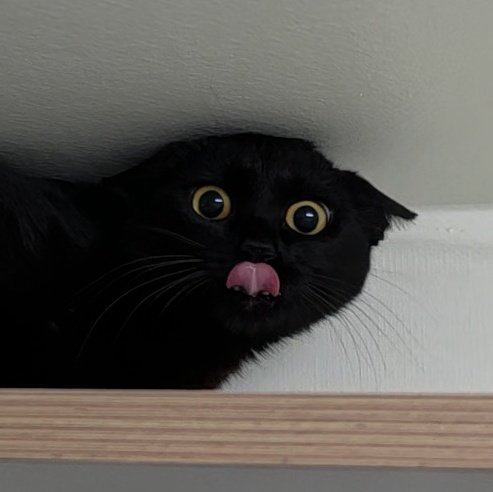 까만집 tweet media