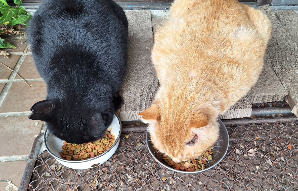 伝道師 tweet media