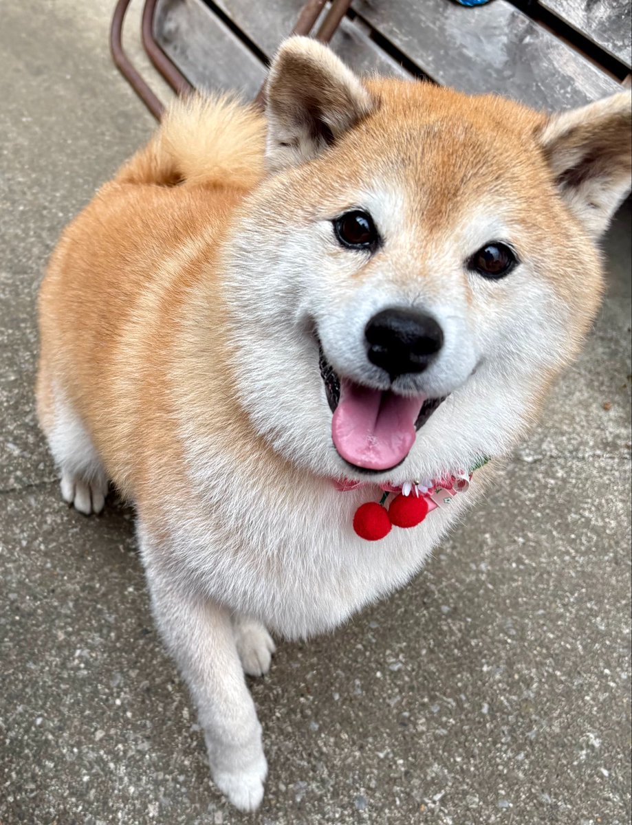 💖柴diary💝 tweet media