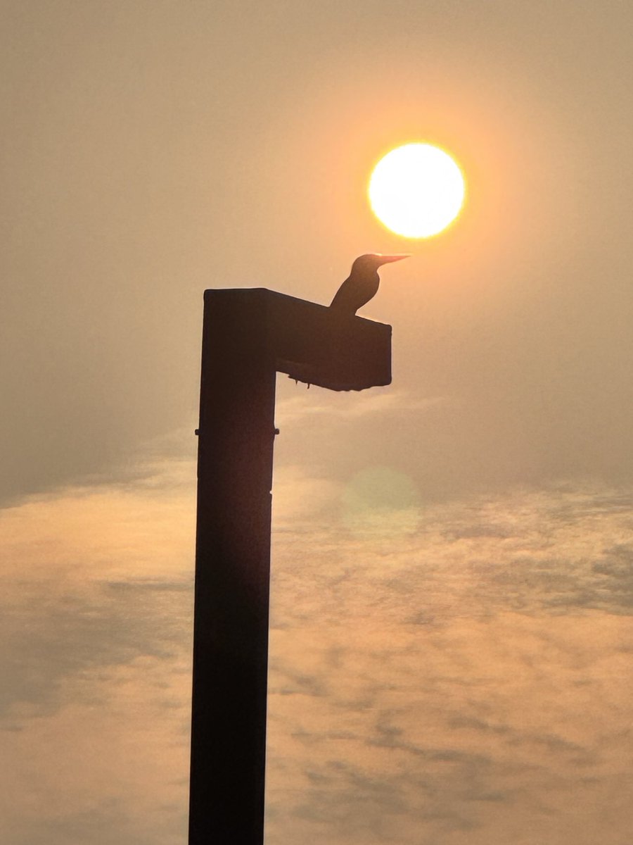 prasannasanthi's tweet image. Good morning to you and all dear friends. Have a great weekend and safe Saturday dear all. #Sunrise sky view was amazingly beautiful with Birds today