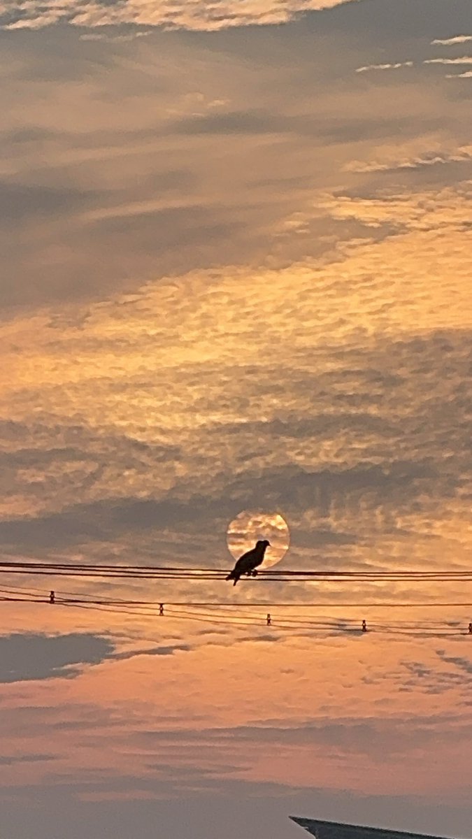 prasannasanthi's tweet image. Good morning to you and all dear friends. Have a great weekend and safe Saturday dear all. #Sunrise sky view was amazingly beautiful with Birds today