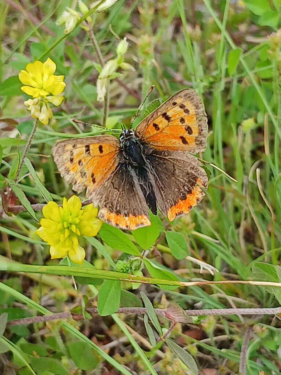 dorobe56 tweet media