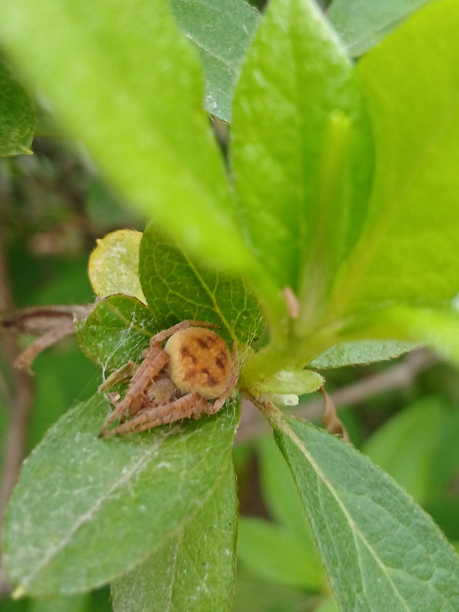 dorobe56 tweet media