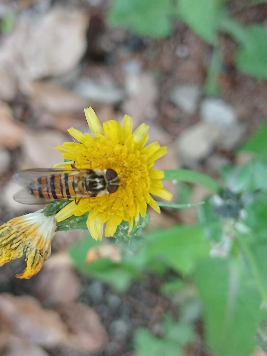 dorobe56 tweet media