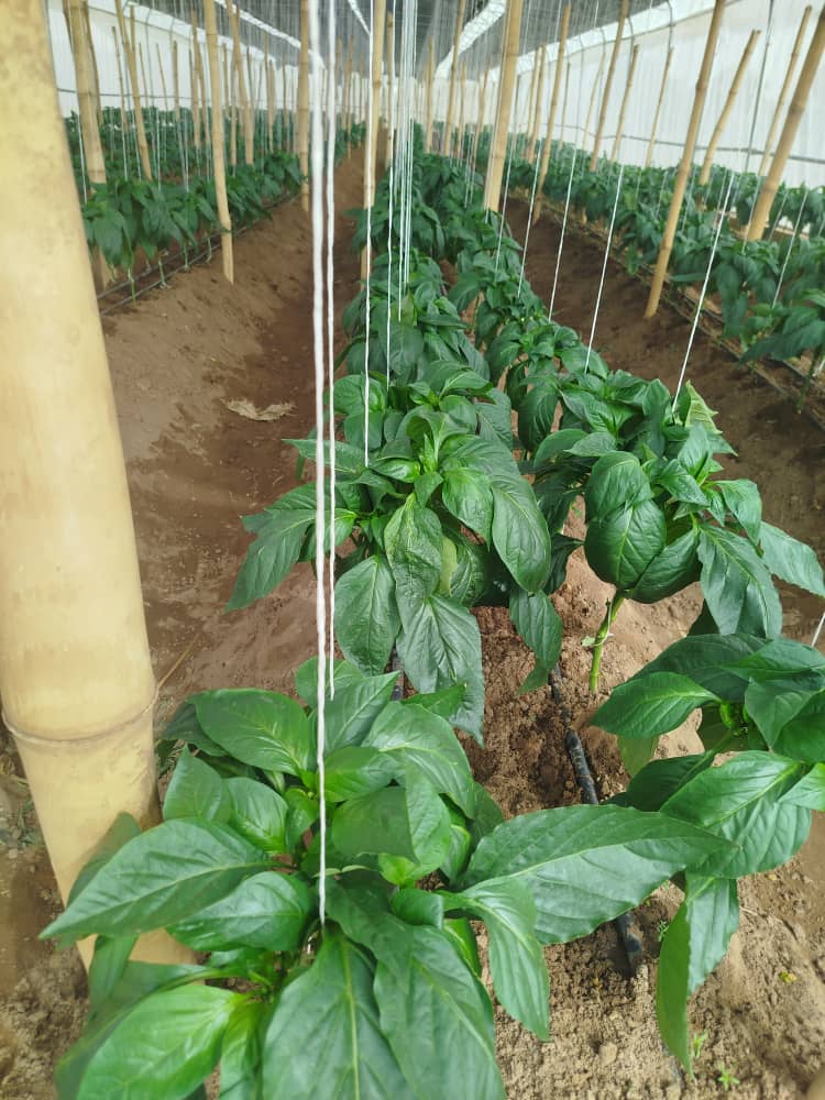 自然を敬う者は、豊かな実りを得る。🇳🇬🇯🇵