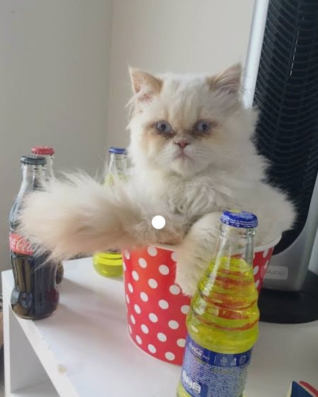 marito21🇦🇷🇵🇪 tweet media