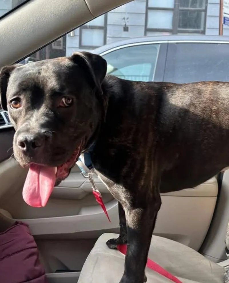 notthesameone2's tweet image. Two has left the shelter ❤️ Pledges/ donations to:
everylastonerescue.org