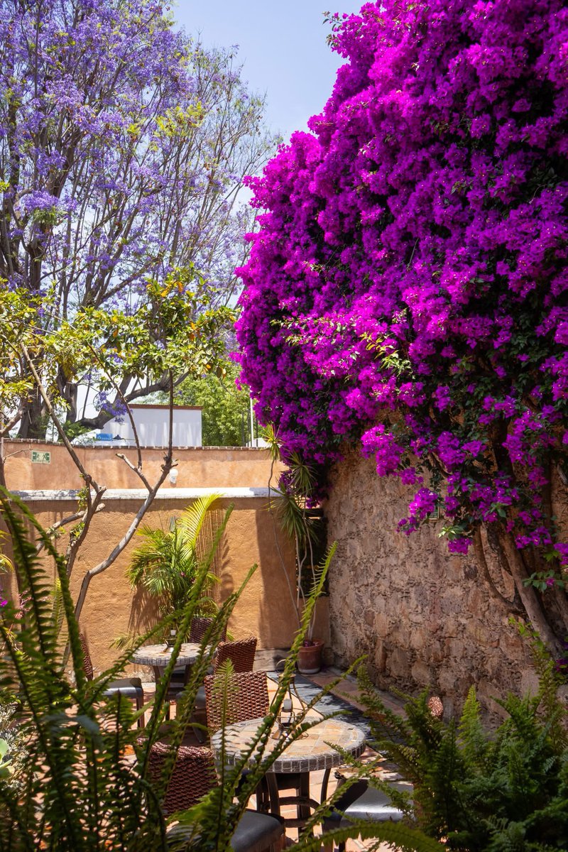 Hotelblagranja's tweet photo. Entre sombra, flores y calma... nace el momento perfecto. @BarLaGuayaba en Hotel
Boutique La Granja
Déjate llevar. https://t.co/ecBXEaYjk0