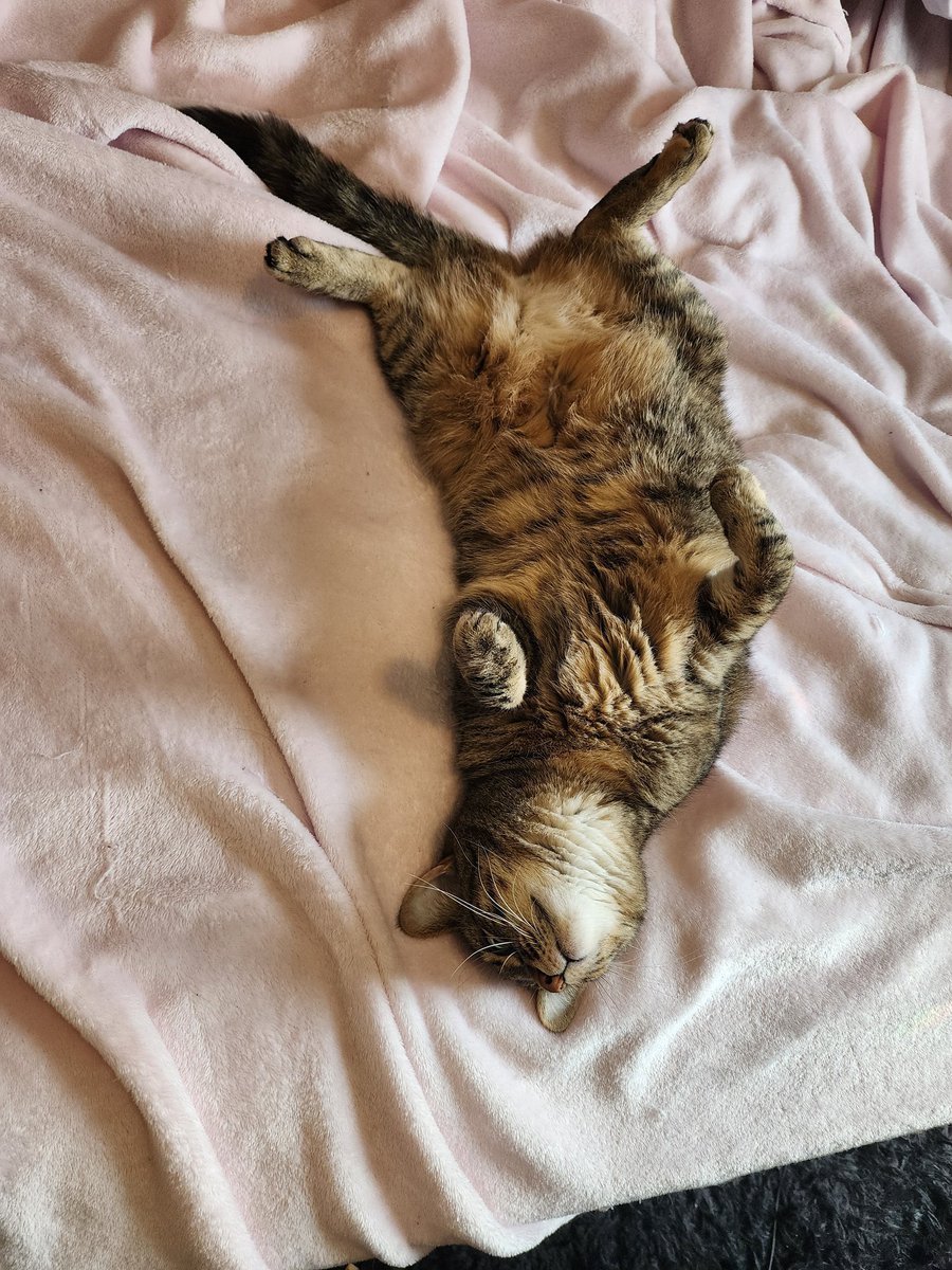 RubySunset5's tweet photo. Don't let her cute furry belly fool you, she will attack if you try to pet https://t.co/A7Bkg2hFmw
