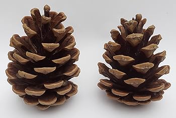 La señorita Calavera 💀 (Calypse Edition) tweet media