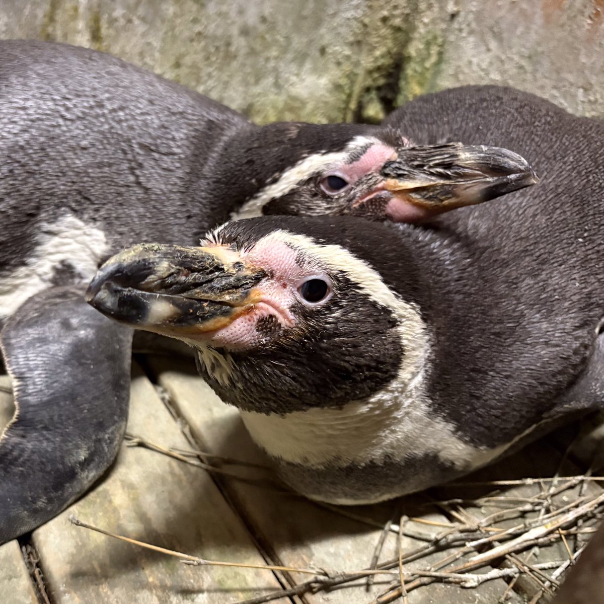 魚津水族館公式 tweet media