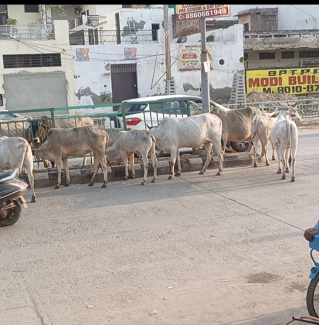 MAHAVEE60109695's tweet image. @X 
@cmohry 
हरियाणा गो वंश संरक्षण अधिनियम 2015 होते हुए भी 45°तापमान में भूखी प्यासी भटकती बेसहारा गोमाता 'क्यों?
बेजुबान प्रेमी।    #करे  #रिट्वीट  #RETWEET
72 घंटे में मिले बेजुबान की #न्याय
हो जयो सुरु ,करो आवाज बुलंद 🎤 बेजुबानों की🙏

जनसेवक महावीर बिशनोई m9811515707
🙏🙏