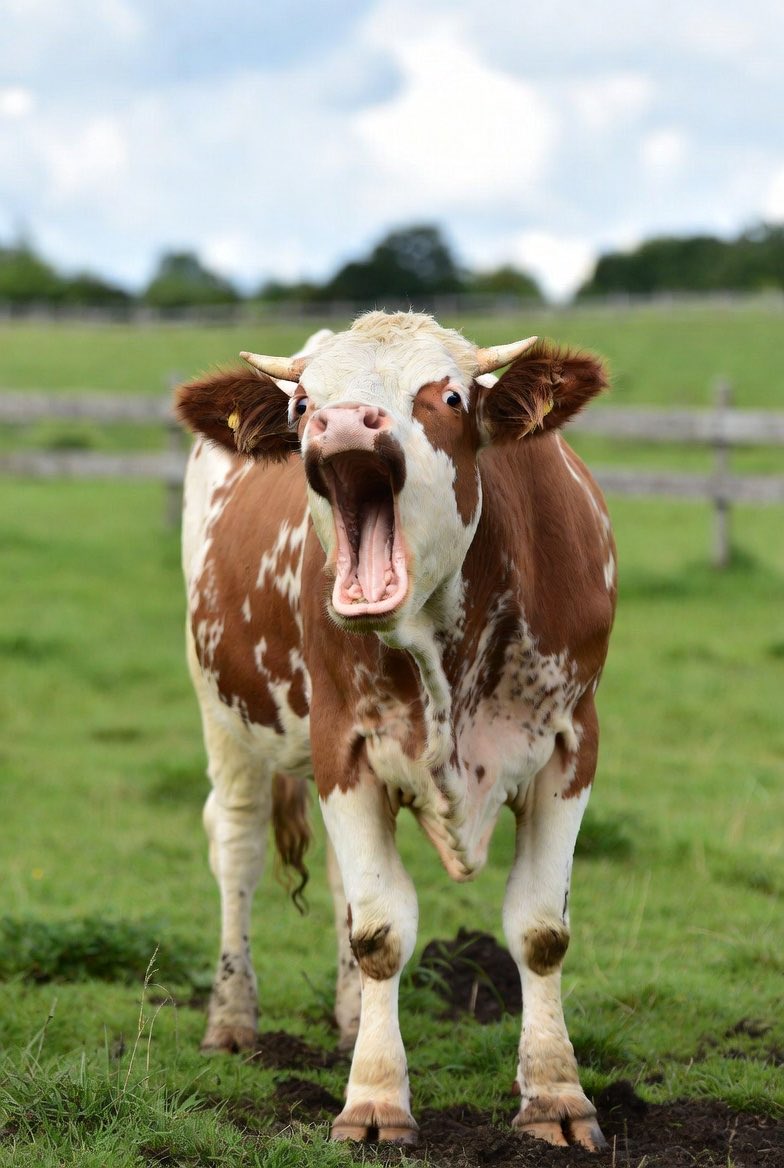 rød_ravn tweet media