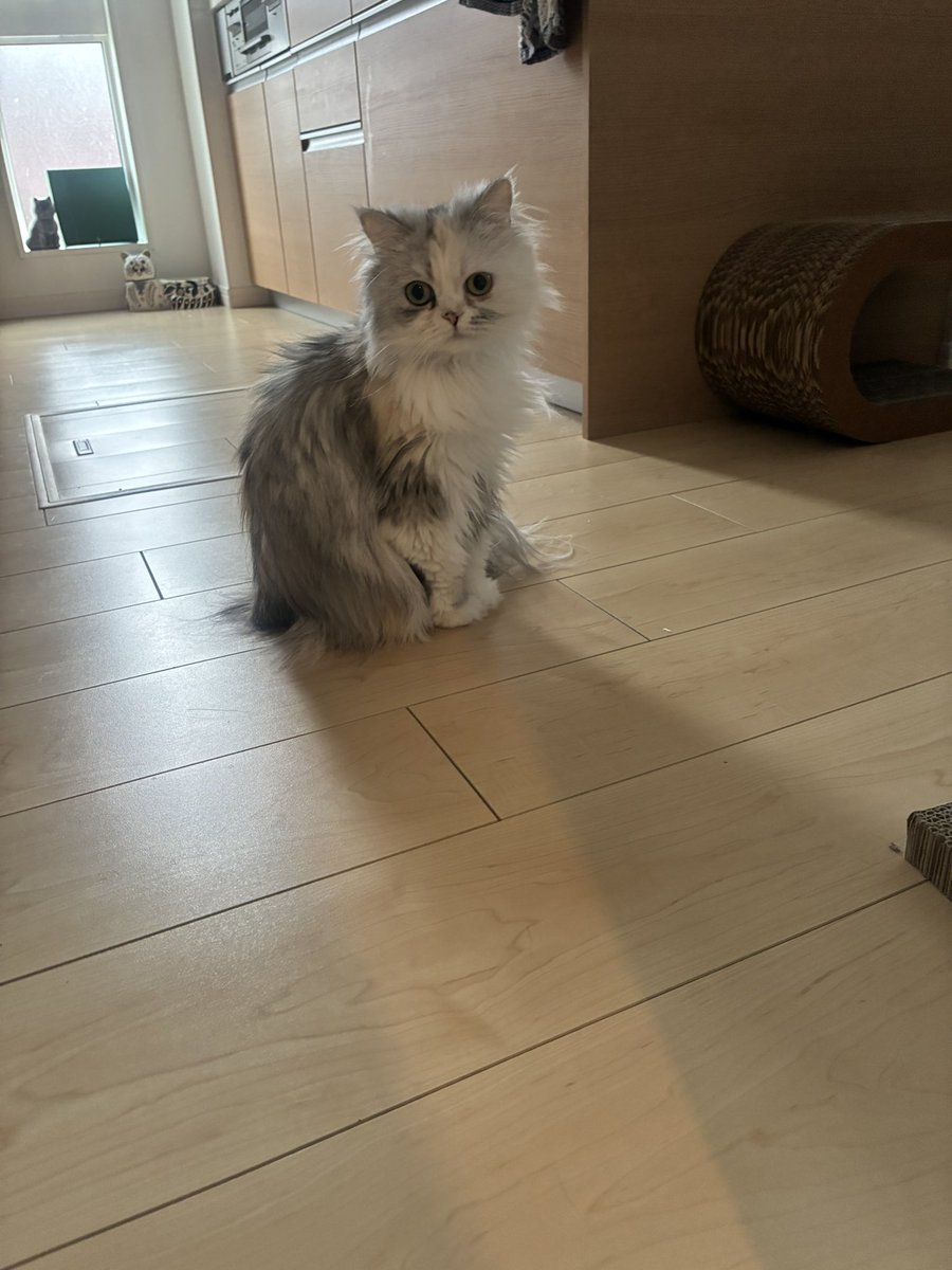 ルナちゃん🎀成長日記🫧 tweet media