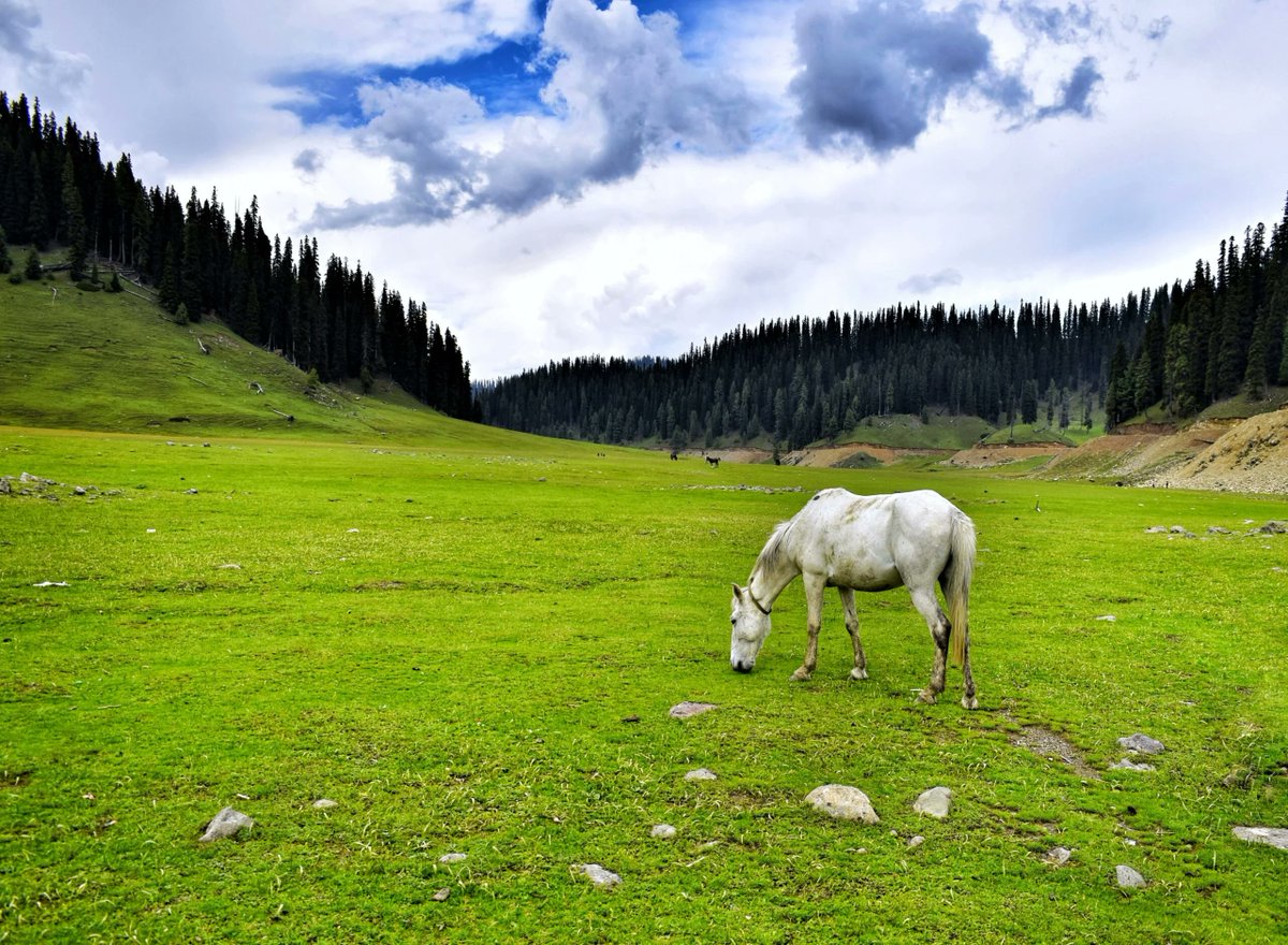 kupwarasentinel's tweet image. 🌄 The Paradise on Earth – Bangus Valley....Nature paints the most beautiful stories

#Kashmir
#Tourism
#Serenity