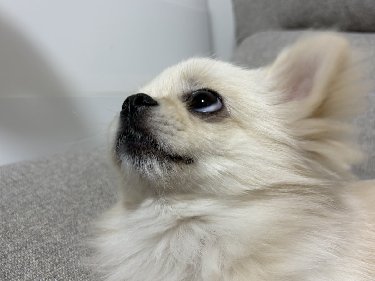 ぺきちわのきりべえ tweet media
