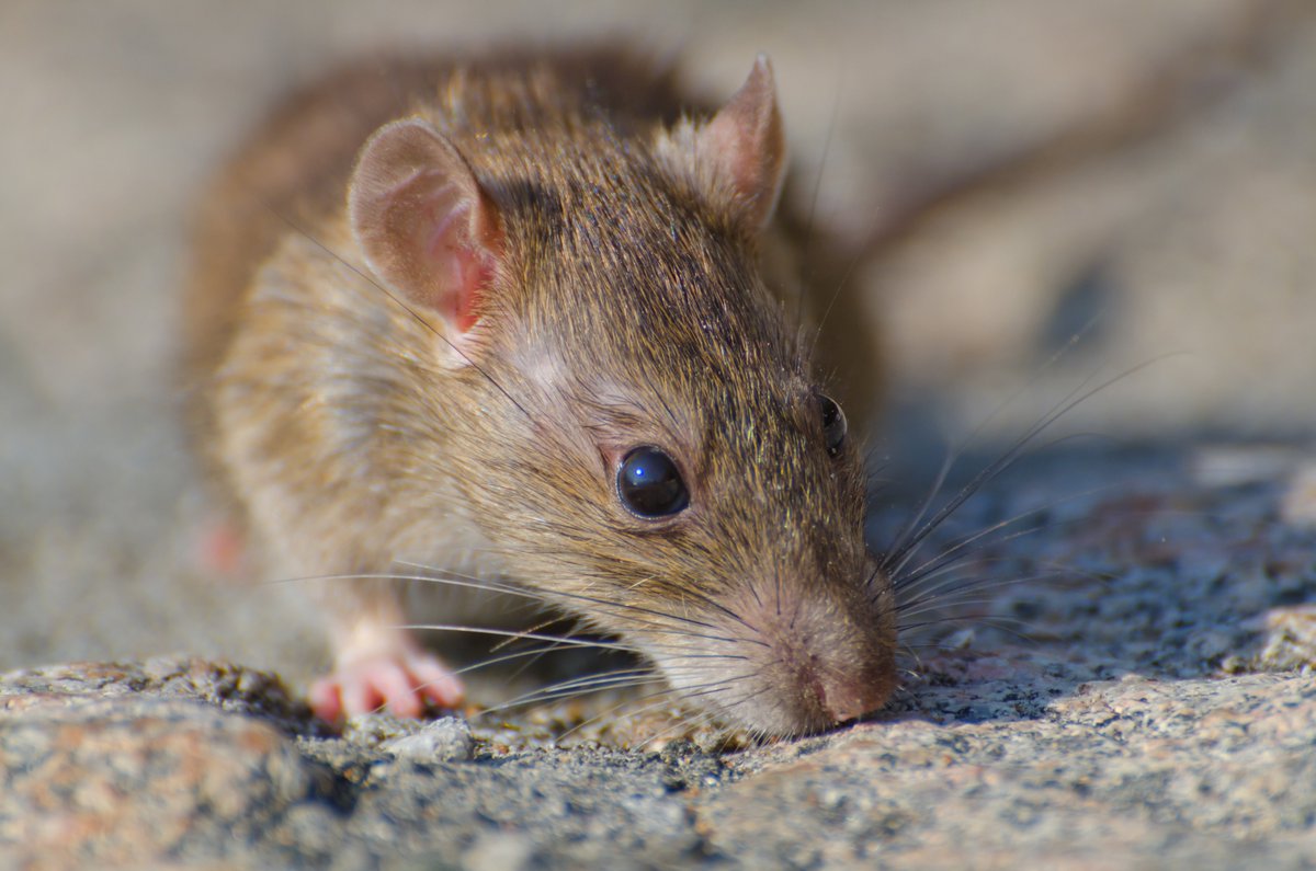 Atlantic Exterminating Inc tweet media