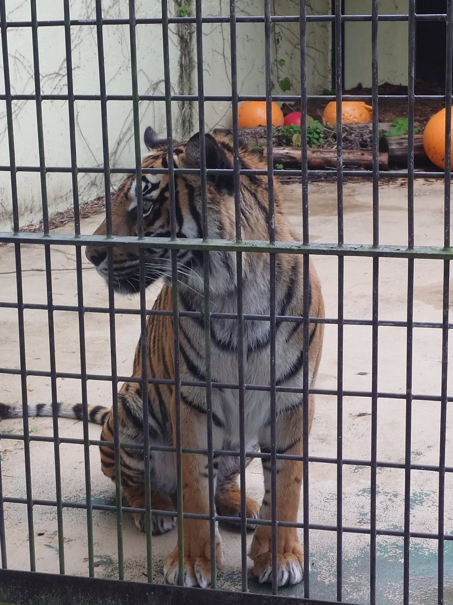 【GTTQ】さしみ tweet media