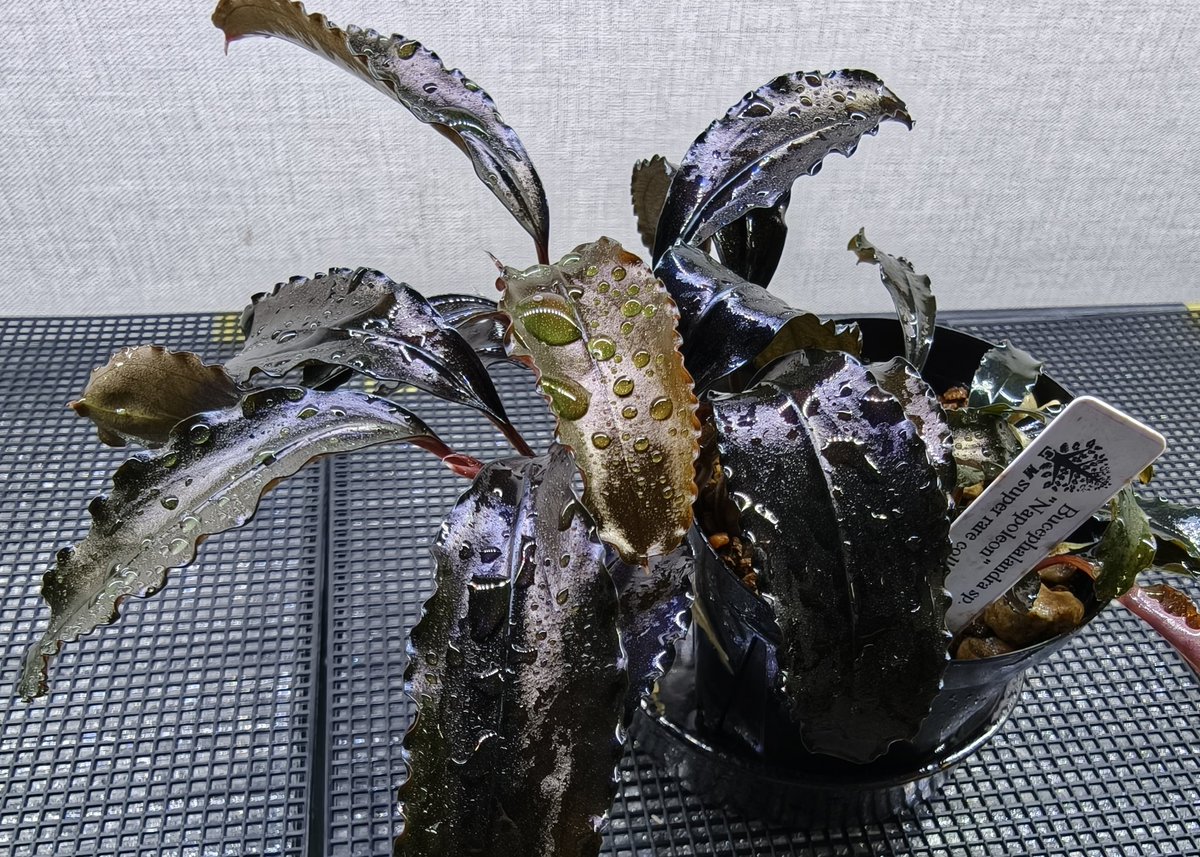Bucephalandra sp.