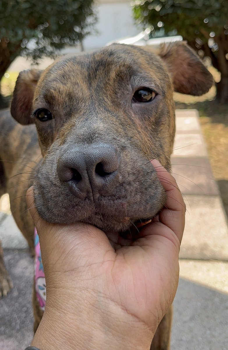 𝙷𝚎𝚕𝚊 𝙼𝚘𝚛𝚎 🐶 tweet media