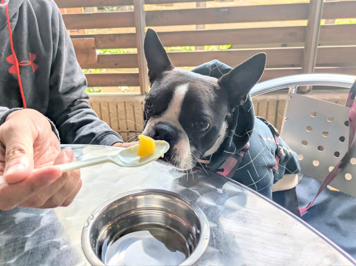 Ｋ(仮名)【ピエラー】 tweet media