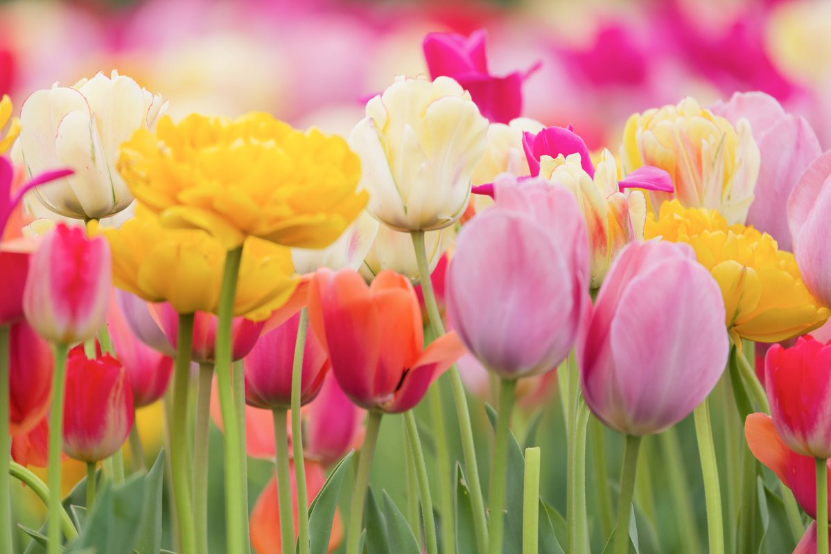 マリトッツォ (@marietozzo) on Twitter photo 