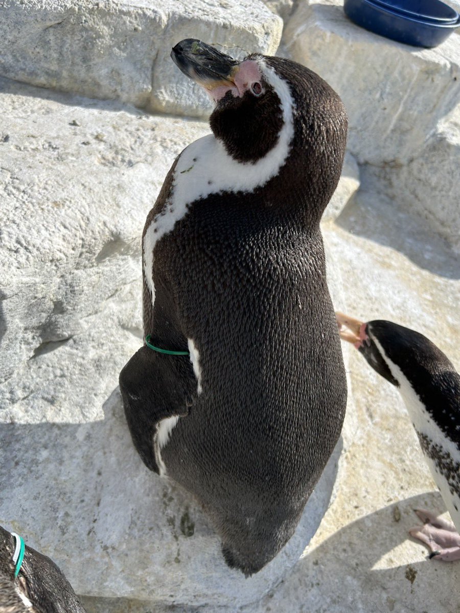 東武動物公園【公式】リュウくん tweet media