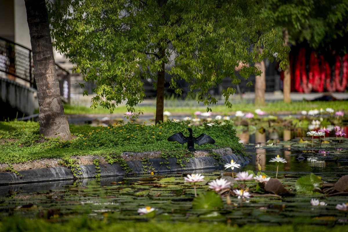 Isha Foundation tweet media