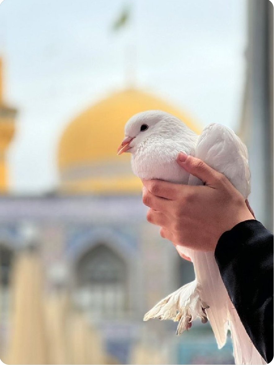 𝐒𝐚𝐝𝐚𝐟 𝐙𝐚𝐡𝐫𝐚 tweet media