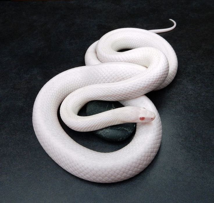 隆法堂/フォローで奇跡力UP@ユグドラシル第３章『リインカネーション』 tweet media