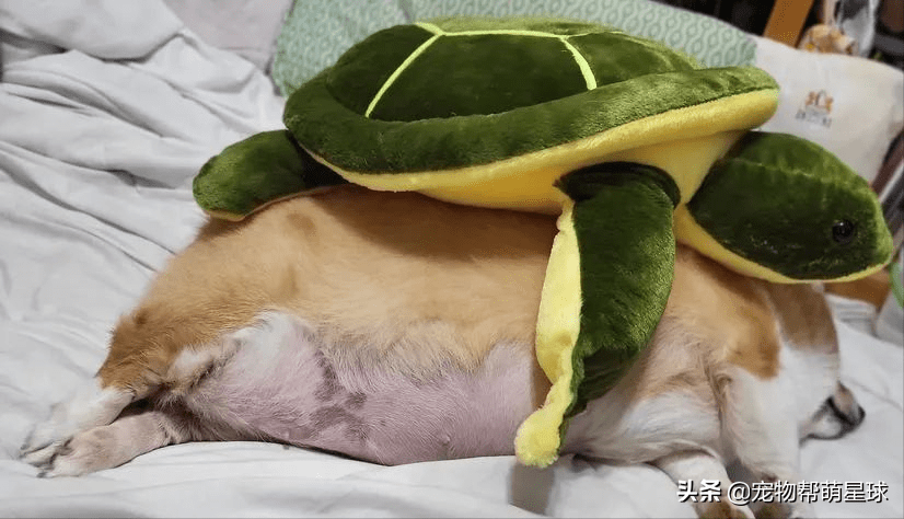 SteeleAlexandre's tweet image. "A lazy Sunday with my furball—napping, snacking, and forgetting all the 'adulting' stuff.  #PetLove #SundayVibes"