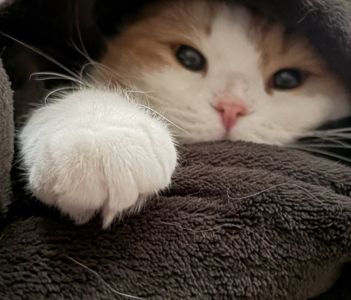53_________'s tweet photo. お前ら何してるにゃ〜？🐈

生存確認がてらいいねとリプくれ(  °꒳​° ) https://t.co/B1w98639Gn
