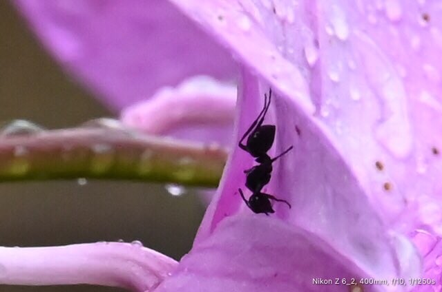 GeorgeSz12's tweet photo. Hi All,
Just found shelter from the rain what great feeling
Have fantastic day some how
#rain #keepingdry
#blackant
#nikonz6ii #z6ii #mynikonlife
#nikonZ28400
@OliviaQLD @msdiqld
@Darci_G_race https://t.co/XcwaKfem7U