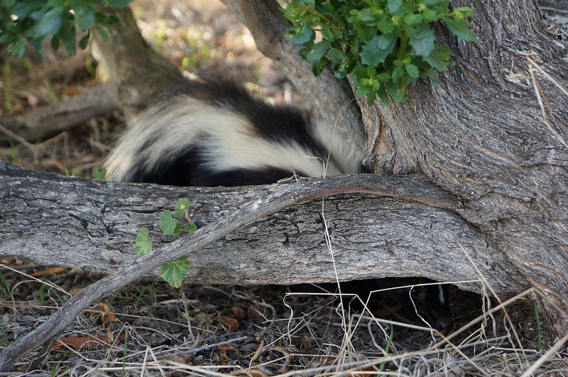 SilverIceSkunk's tweet image. (114/230) 🦨 🫥
I was gonna post a picture of a skonk but it hid from me and i can't see it. 
#skunk #skunks #skunkfurry #skunkart #furry #art #furryart