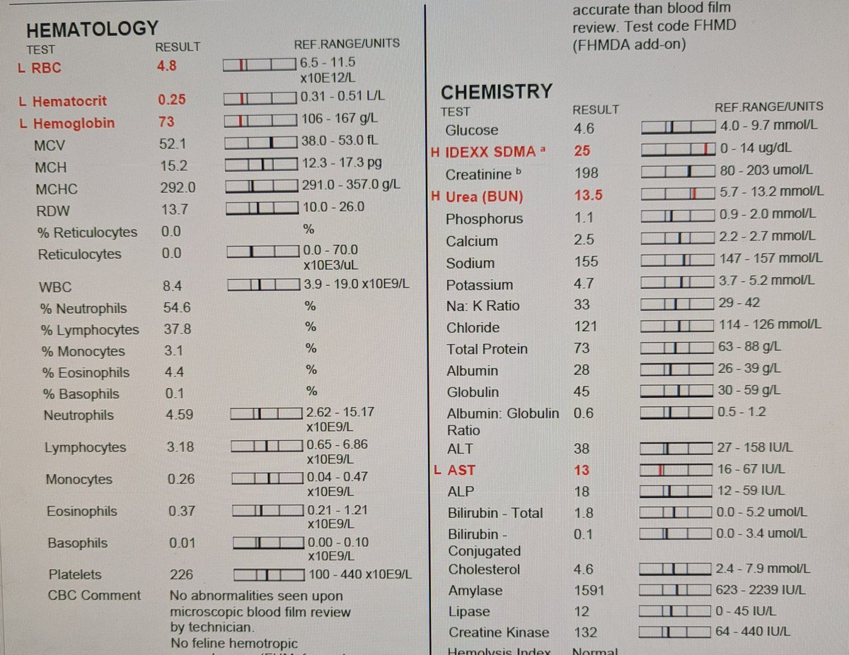 しっぽ🐾Shippo@獣医vtuber tweet media